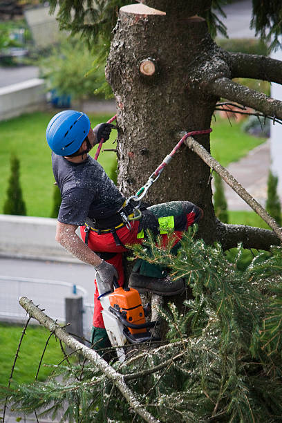 Best Fruit Tree Pruning  in Mclouth, KS